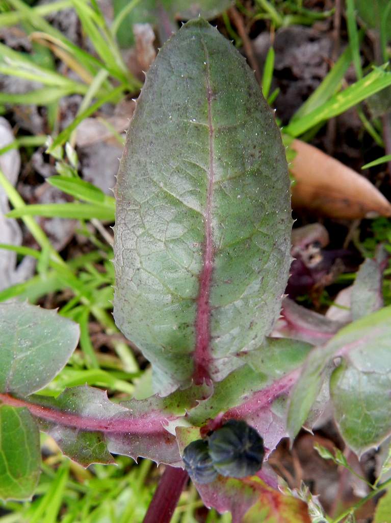 Sonchus oleraceus ?